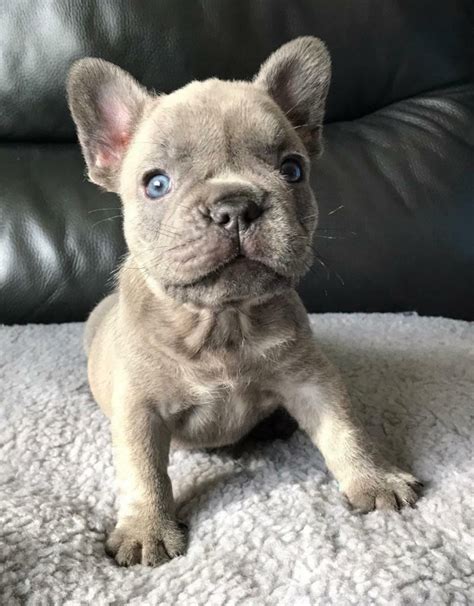 French Bulldog Puppies For Sale Evansville