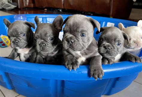 French Bulldog Puppies For Sale Fort Worth Texas