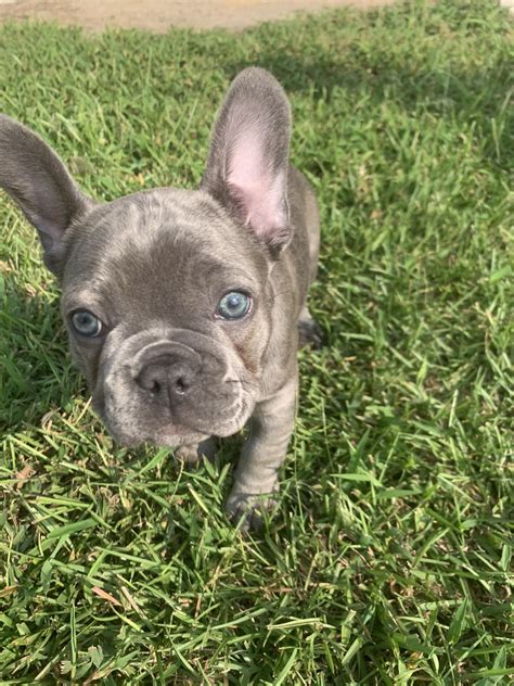 French Bulldog Puppies For Sale Greenville Sc