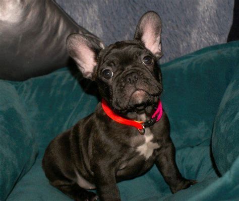 French Bulldog Puppies For Sale Harrisburg Pa