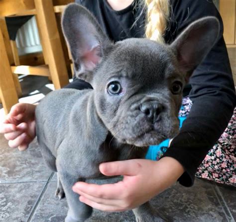 French Bulldog Puppies For Sale Houston Tx