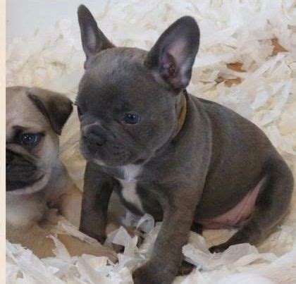 French Bulldog Puppies For Sale Huntsville Al
