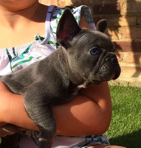 French Bulldog Puppies For Sale In Austin