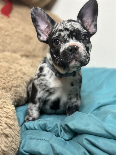 French Bulldog Puppies For Sale In Bakersfield Ca