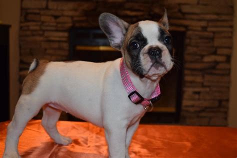 French Bulldog Puppies For Sale In Bozeman Mt