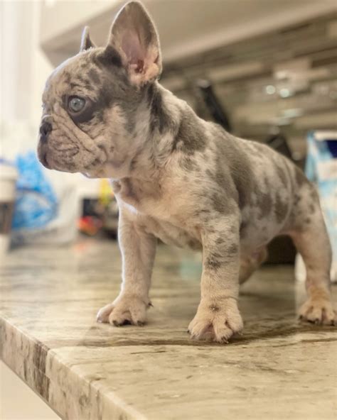 French Bulldog Puppies For Sale In Broward County