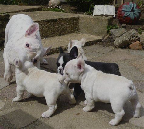 French Bulldog Puppies For Sale In Charleston Wv