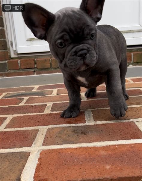 French Bulldog Puppies For Sale In Charlottesville Va