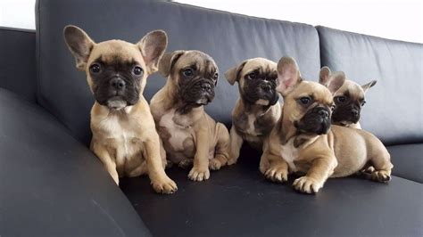 French Bulldog Puppies For Sale In El Paso Texas