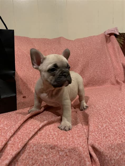 French Bulldog Puppies For Sale In Greensboro Nc