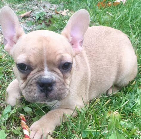French Bulldog Puppies For Sale In Kentucky