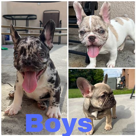 French Bulldog Puppies For Sale In Kissimmee Fl