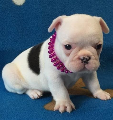 French Bulldog Puppies For Sale In Lexington Ky
