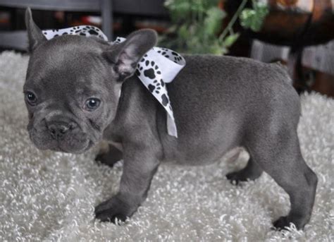 French Bulldog Puppies For Sale In Lubbock Texas