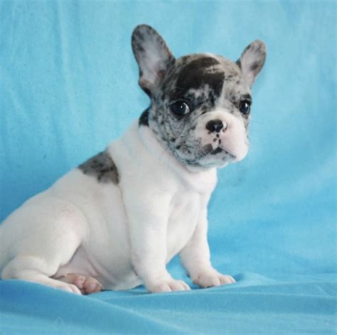 French Bulldog Puppies For Sale In Massachusetts