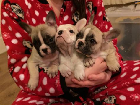 French Bulldog Puppies For Sale In Memphis Tn