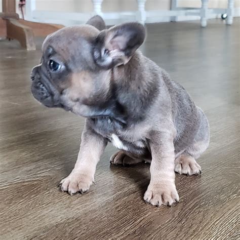 French Bulldog Puppies For Sale In Michigan Under 1000