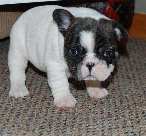 French Bulldog Puppies For Sale In Minnesota