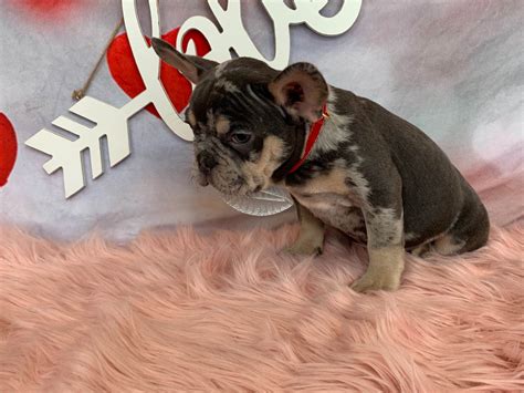 French Bulldog Puppies For Sale In Montana