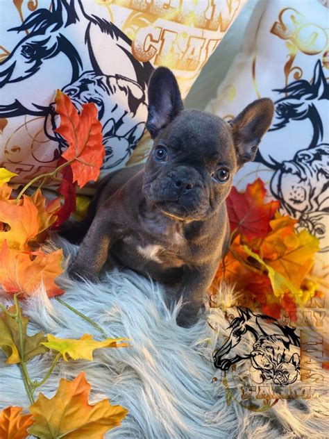French Bulldog Puppies For Sale In Montgomery Alabama