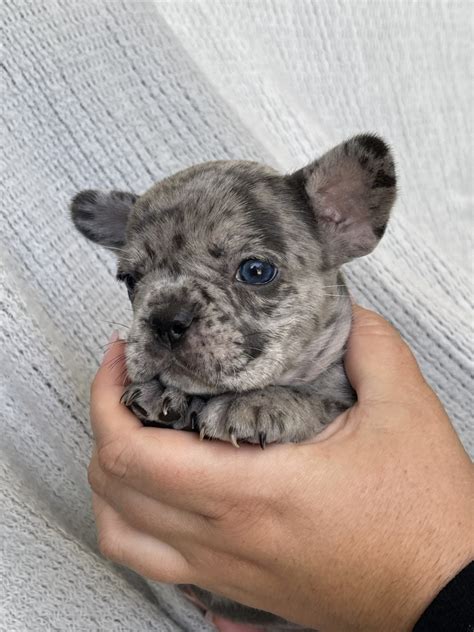 French Bulldog Puppies For Sale In Myrtle Beach Sc