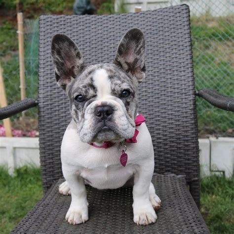 French Bulldog Puppies For Sale In New Jersey