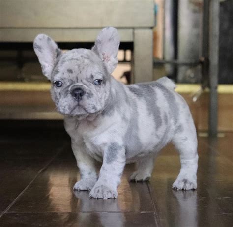 French Bulldog Puppies For Sale In Nj