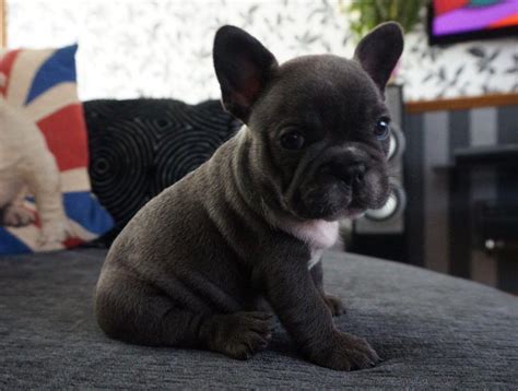 French Bulldog Puppies For Sale In Nm