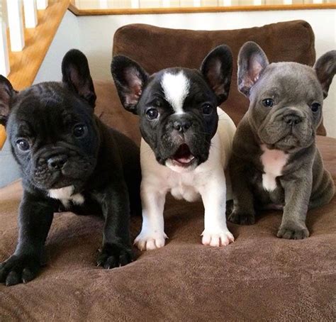 French Bulldog Puppies For Sale In Ok