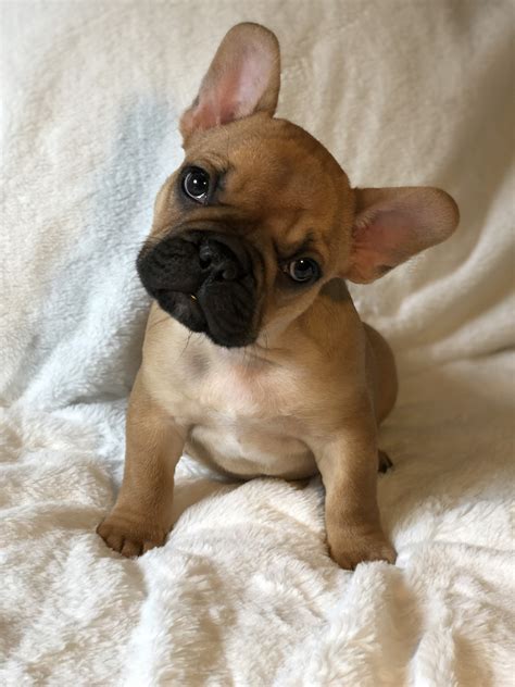 French Bulldog Puppies For Sale In Pensacola Fl