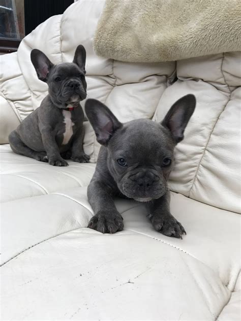 French Bulldog Puppies For Sale In Philadelphia