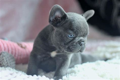 French Bulldog Puppies For Sale In Pittsburgh