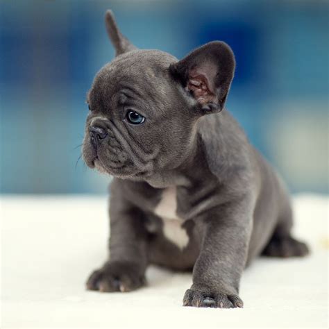 French Bulldog Puppies For Sale In Pittsburgh Pa