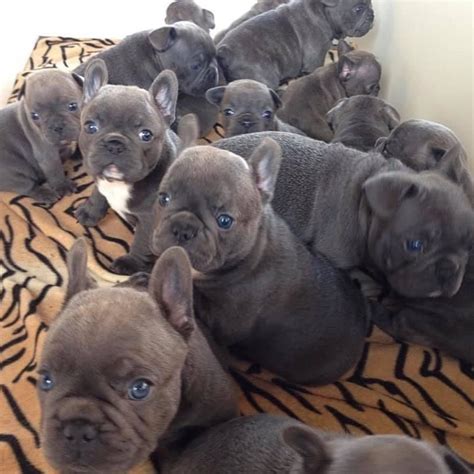 French Bulldog Puppies For Sale In Reno Nv