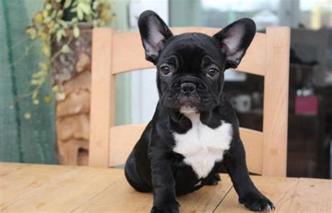 French Bulldog Puppies For Sale In Rhode Island
