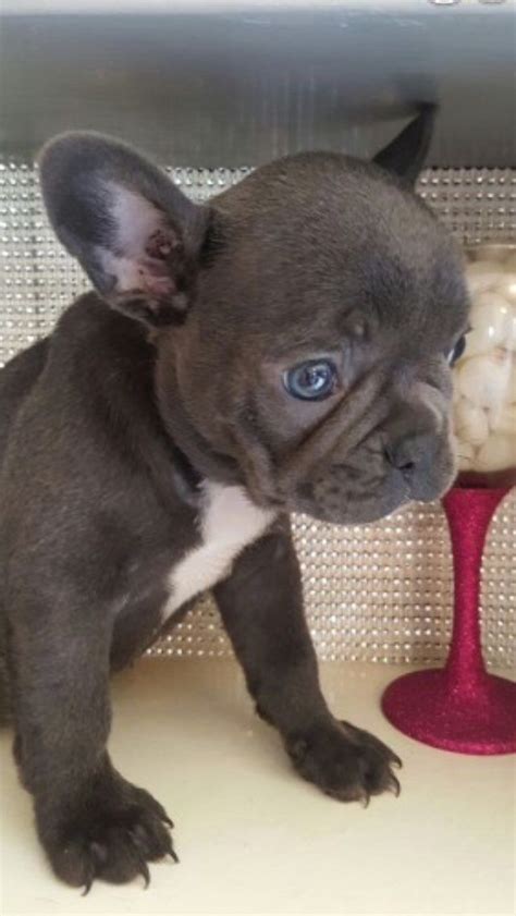 French Bulldog Puppies For Sale In Richmond Va