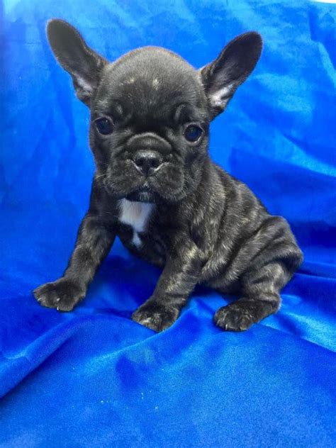 French Bulldog Puppies For Sale In Spokane Wa