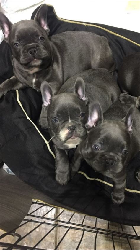 French Bulldog Puppies For Sale In Tucson Az
