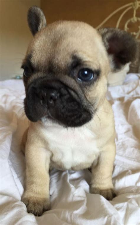 French Bulldog Puppies For Sale In Tulsa Oklahoma