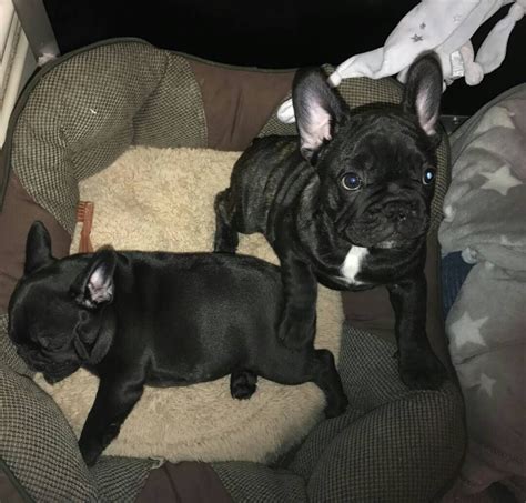 French Bulldog Puppies For Sale In Virginia Beach