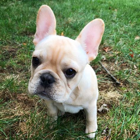 French Bulldog Puppies For Sale In Washington