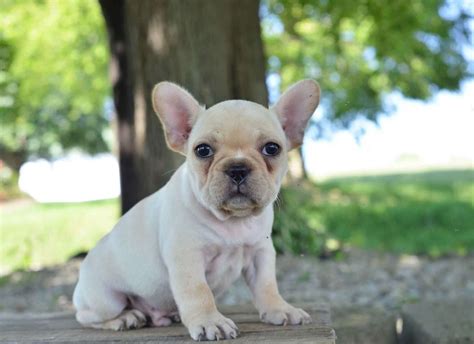 French Bulldog Puppies For Sale In Washington State
