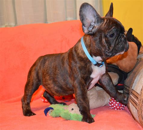 French Bulldog Puppies For Sale In West Palm Beach Florida