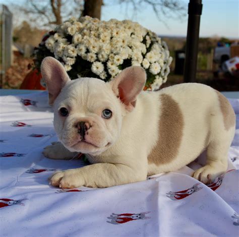 French Bulldog Puppies For Sale In Winston Salem Nc