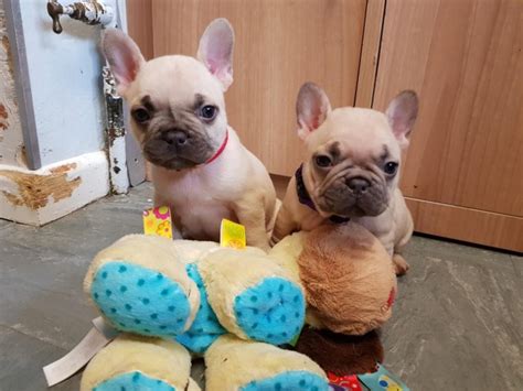 French Bulldog Puppies For Sale Jackson Ms