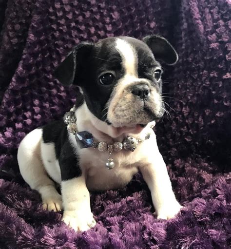 French Bulldog Puppies For Sale Jacksonville Fl