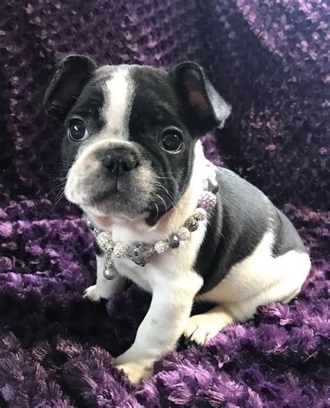 French Bulldog Puppies For Sale Jacksonville Florida