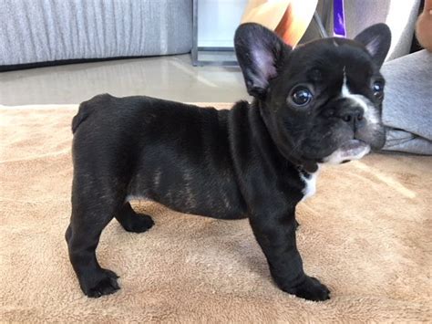 French Bulldog Puppies For Sale Knoxville Tn