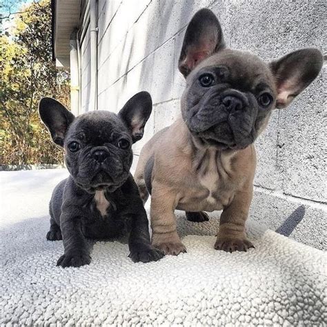 French Bulldog Puppies For Sale Lancaster
