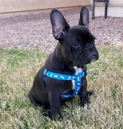 French Bulldog Puppies For Sale Las Vegas